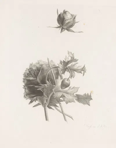 Roos en andere bloem by Albertus Jonas Brandt, 1820-1823 — digital art print download