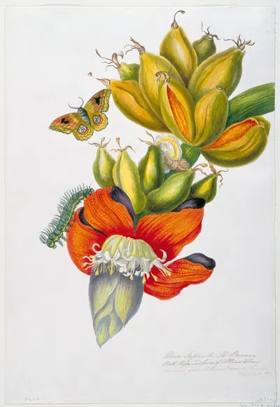 Musa sapienta (The Banana Moth, Pupa and Larva of Attacus wilsoni) by Priscilla Susan Bury, 1839 — digital art print download