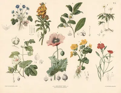 Blå anemone, kabbeleje, valmue, gyldenlak m.fl. by Anton Hartinger, 1889 — digital art print download