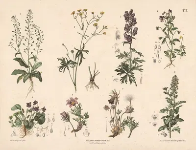 Hyrdetaske, ranunkel, stedmoderblomst m. fl. by Anton Hartinger, 1889 — digital art print download
