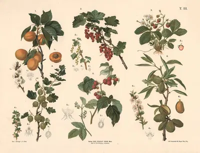Abrikos, ribs, stikkelsbær, jordbær, hindbær og mandeltræ by Anton Hartinger, 1889 — digital art print download