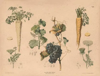 Persille, gulerod og vinstok. by Anton Hartinger, 1889 — digital art print download