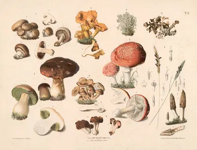 Champignon og andre svampe. by Anton Hartinger, 1889 — digital art print download
