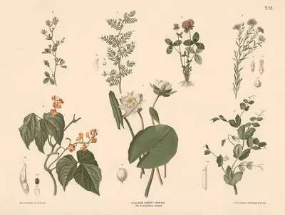 Åkande, ært, linse, bønne, kløver m.fl. by Anton Hartinger, 1889 — digital art print download
