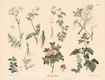 Slåen, vild rose, brombær, kommen m.fl. by Anton Hartinger, 1889 — digital art print download
