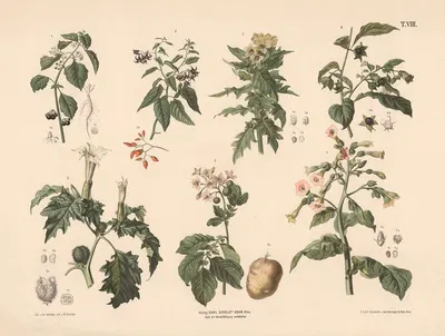 Natskygge, bulmeurt, galnebær, pigæble, kartoffel og tobak by Anton Hartinger, 1889 — digital art print download