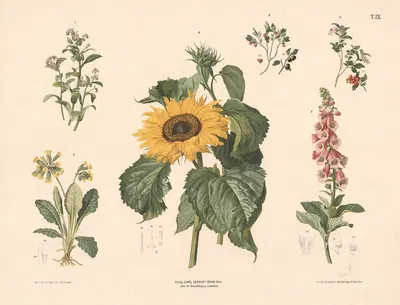 Forglemmigej, blåbær, tyttebær, fingerbøl m.fl. by Anton Hartinger, 1889 — digital art print download
