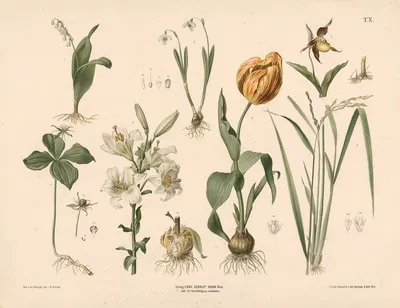 Liljekonval, vintergæk, kodriver, etbær, lilje, tulipan og ris by Anton Hartinger, 1889 — digital art print download