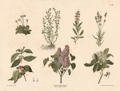 Gåseurt, merian, salvie, lavendel, kaffe m.fl. by Anton Hartinger, 1889 — digital art print download