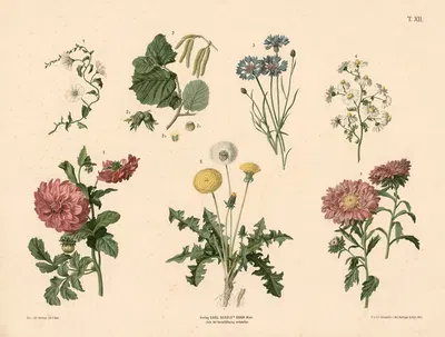 Agersnerle, hasselnød, kornblomst, kamille, georgine m.fl. by Anton Hartinger, 1889 — digital art print download