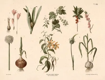 Høst Tidløs, humle, vanille m.fl. by Anton Hartinger, 1889 — digital art print download