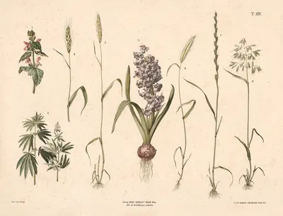 Døvnælde, hamp, hyacint, hvede, rug, byg, havre m.fl. by Anton Hartinger, 1889 — digital art print download
