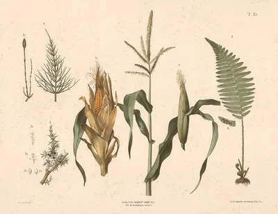 Majs, enebær, padderokke m.fl. by Anton Hartinger, 1889 — digital art print download