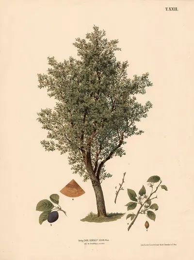 Svedskeblommetræ by Anton Hartinger, 1889 — digital art print download