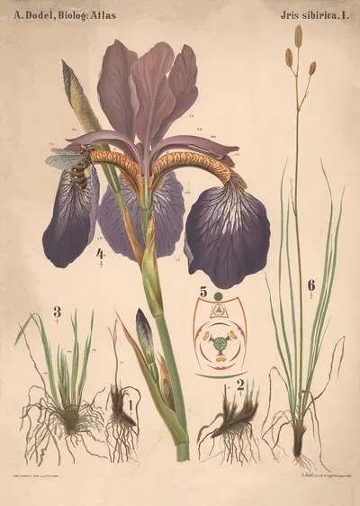 Iris sibirica Pl.1 by Arnold Dodel-Port, 1891 — digital art print download