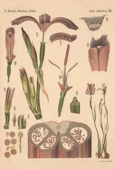 Iris sibirica Pl.3 by Arnold Dodel-Port, 1893 — digital art print download