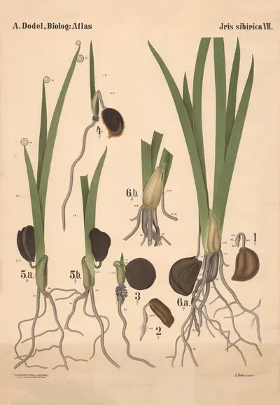Iris sibirica Pl.7 by Arnold Dodel-Port, 1892 — digital art print download