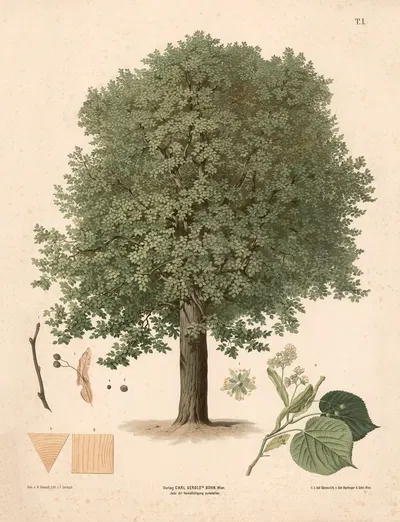 Sommerlind by Август Гераш, 1889 — digital art print download