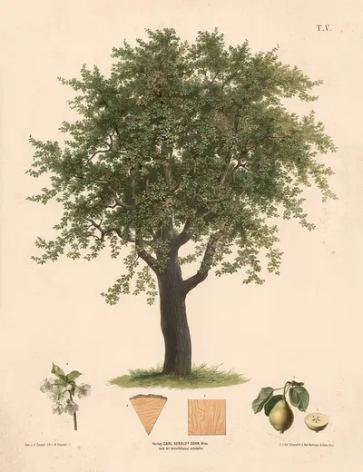 Pæretræ by Август Гераш, 1889 — digital art print download