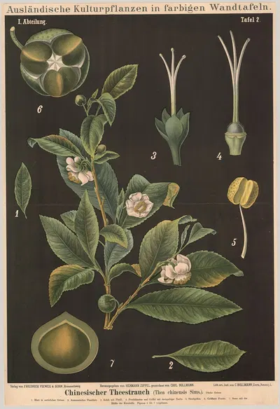 Chinesischer Theestrauch (Thea chinensis Sims) by Carl Bollmann, 1880 — digital art print download
