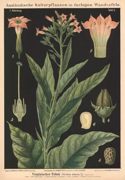 Virginischer Tabak. (Nicotiana tabacum L.) by Carl Bollmann, 1880 — digital art print download