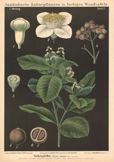 Nelkenpfeffer (Myrtus pimenta L.) by Carl Bollmann, 1880 — digital art print download