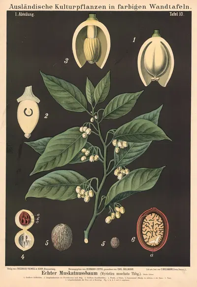 Echter Muskatnussbaum. (Myristica moschata Thbg.) by Carl Bollmann, 1880 — digital art print download
