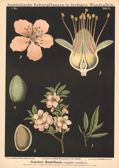 Gemeiner Mandelbaum (Amygdalus communis L.) by Carl Bollmann, 1880 — digital art print download