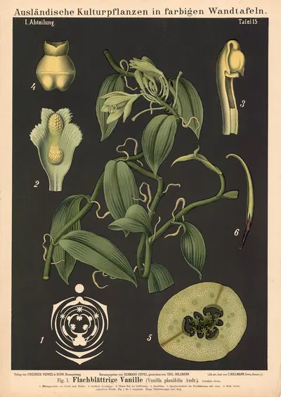 Flachblättrige Vanille (Vanilla planifolia Andr.) by Carl Bollmann, 1880 — digital art print download