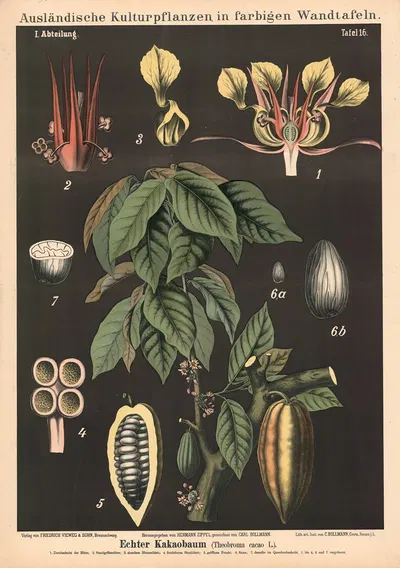 Kakaobaum (Theobroma cacao L.) by Carl Bollmann, 1880 — digital art print download