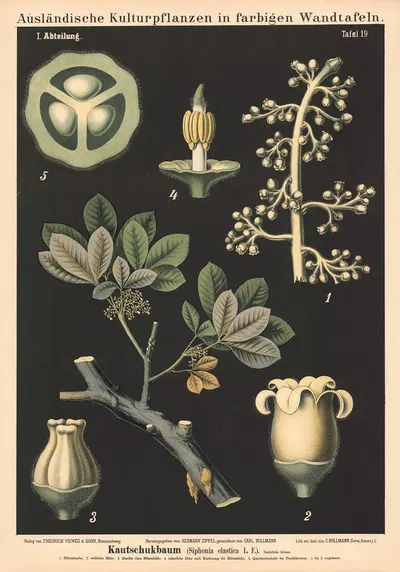Kautschukbaum (Siphonia elastica L.F.) by Carl Bollmann, 1880 — digital art print download