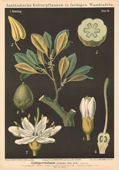 Guttaperchabaum (Isonandra Gutta Hook.) by Carl Bollmann, 1880 — digital art print download