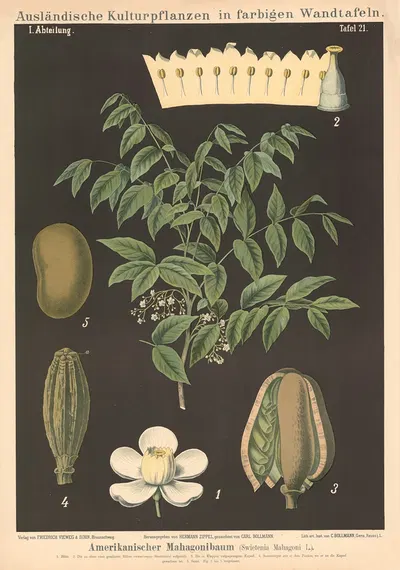 Amerikanischer Mahagonibaum (Swietenia Mahagoni L.) by Carl Bollmann, 1880 — digital art print download