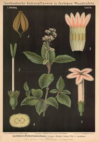 Apotheker-Fieberrindenbaum (Cinchona officinalis Calisaya Wed. et Josephiana) by Carl Bollmann, 1880 — digital art print…