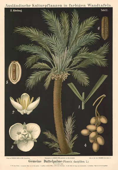 Gemeine Dattelpalem (Phoenix dactylifera L.) by Carl Bollmann, 1880 — digital art print download
