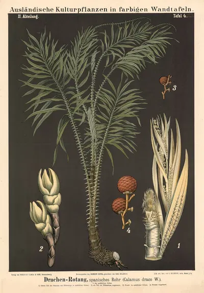 Drachen-Rotang, spanisches Rohr (Calamus draco W.) by Carl Bollmann, 1880 — digital art print download