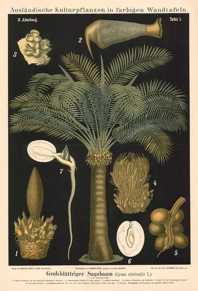 Grofsblättriger Sagobaum (Cycas circinalis L.) by Carl Bollmann, 1880 — digital art print download