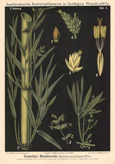 Gemeines Bambusrohr (Bambusa arundinacea Willd.) by Carl Bollmann, 1880 — digital art print download