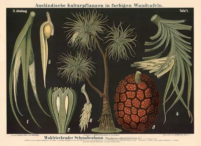Wohlriechender Schraubenbaum (Pandanus odoratissimus L.) by Carl Bollmann, 1880 — digital art print download