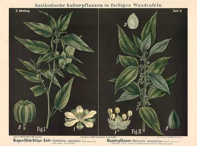 Kapselfrüchtige Jute (Corchorus capsu-laris L.). Ramiepflanze (Böhmeria tenacissima Gaud.) by Carl Bollmann, 1880 — digital…