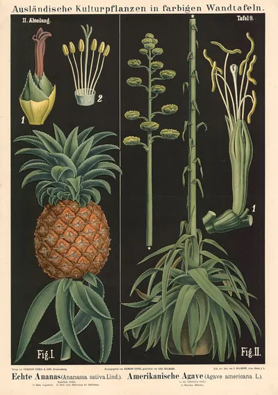 Echte Ananas (Ananassa sativa Lind.) Amerikanischer Agave (Agave americana L.) by Carl Bollmann, 1880 — digital art print…