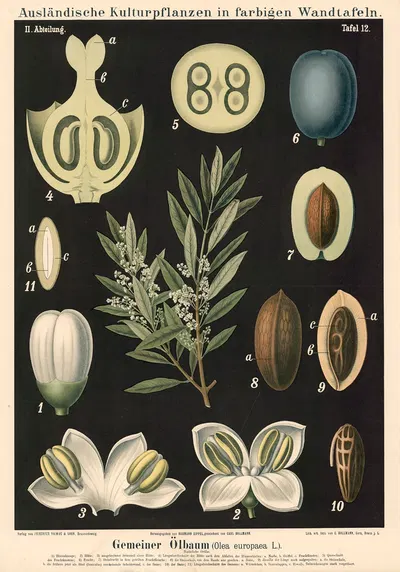 Gemeiner Olbaum (Olea europaea L.) by Carl Bollmann, 1880 — digital art print download