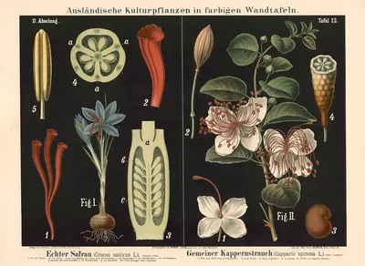 Echter Safran (Crocus sativus L.) Gemeiner Kappernstrauch (Capparis spinosa L.) by Carl Bollmann, 1880 — digital art print…