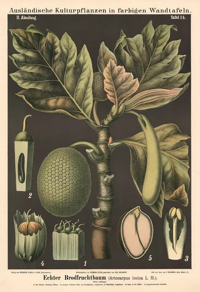 Echter Brodfruchtbaum (Artocarpus in-cisa L.fil.) by Carl Bollmann, 1880 — digital art print download