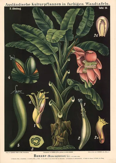Banane (Musa sapientum L.) by Carl Bollmann, 1880 — digital art print download