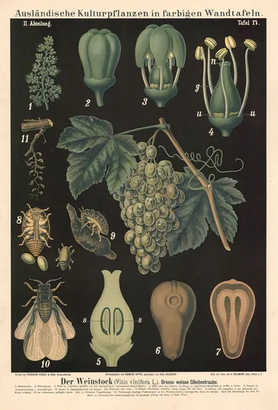 Der Weinstock (Vitis vinifera L.). Grosse weisse Cibebentraube by Carl Bollmann, 1880 — digital art print download