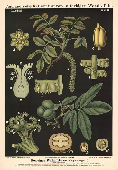 Gemeiner Walnussbaum (Juglans regia L.) by Carl Bollmann, 1880 — digital art print download