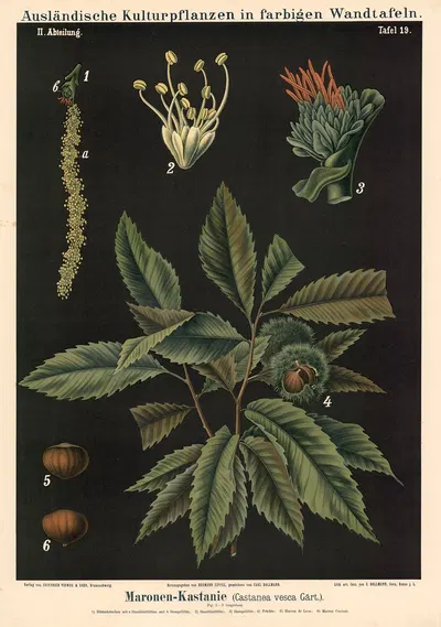 Maronen-Kastanie (Castanea vesca Gärt.) by Carl Bollmann, 1880 — digital art print download