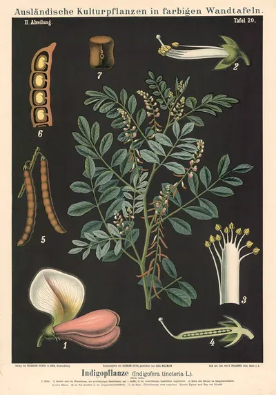 Indigopflanze (Indigofera tinctoria L.) by Carl Bollmann, 1880 — digital art print download