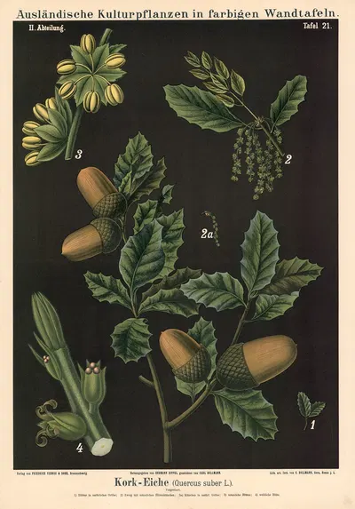 Kork-Eiche (Quercus suber L.) by Carl Bollmann, 1880 — digital art print download